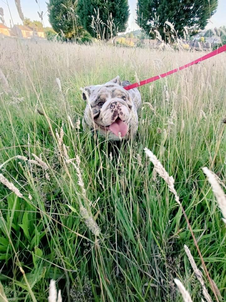 JessOTPowell's tweet photo. So today is #InternationalDogDay so I have to celebrate Bronson 🐶🐶 #britishbulldog #puppy #pettherapy #littlebeauty https://t.co/dGdu82vEXN