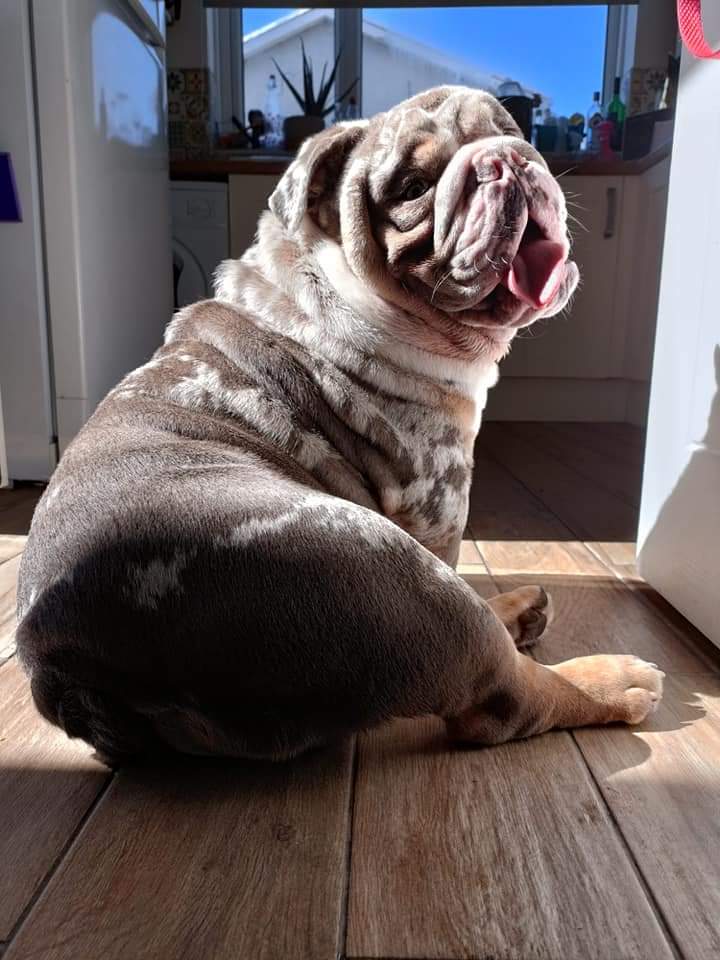 JessOTPowell's tweet photo. So today is #InternationalDogDay so I have to celebrate Bronson 🐶🐶 #britishbulldog #puppy #pettherapy #littlebeauty https://t.co/dGdu82vEXN