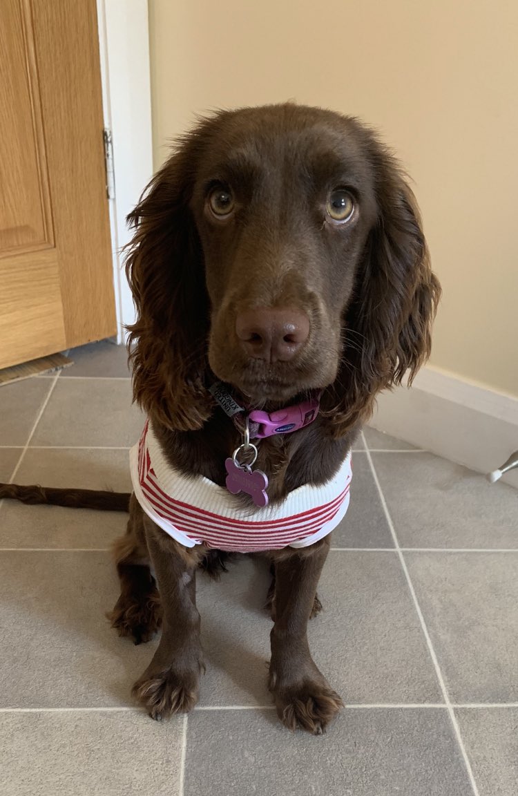 Our wee Molly posing for #InternationalDogDay.

Spayed this week but perking up 🐶🐕👍
