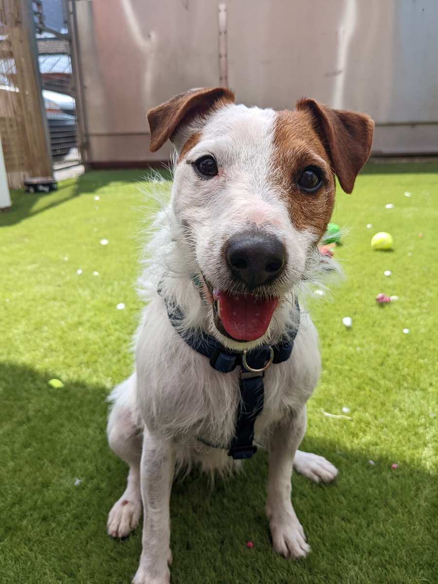 Please retweet to help Frank find a home #BRISTOL #UK 

Aged 3-6, typical Terrier, looking for an experienced adult home as the only pet. 
He has an arthritic knee but sounds like a super lad, please share🍀

DETAILS or APPLY👇
bristolarc.org.uk/rehoming/dogs/……

#dogs #pets #animals