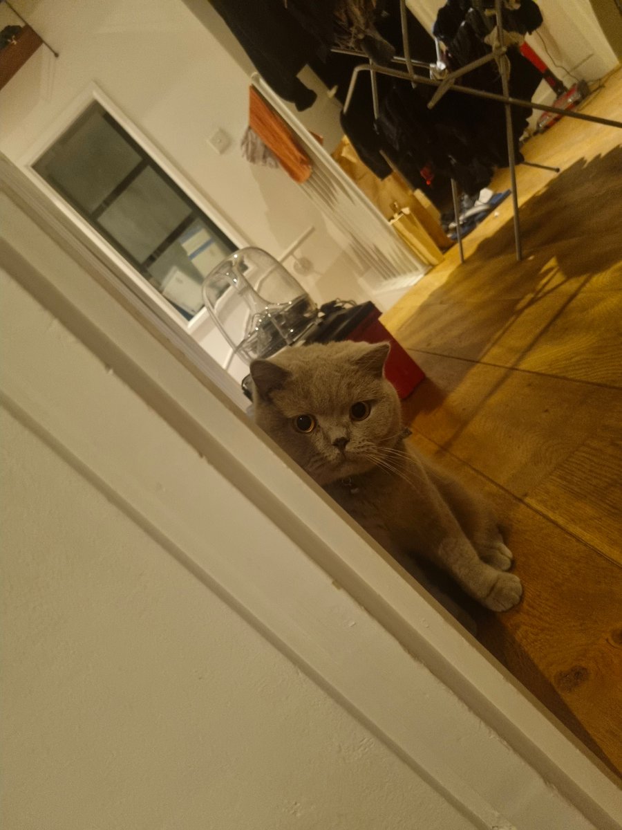 Dear Chia community, I am here to address your concerns.

Steven the cat is alive and well.
He is now over 2 years old and is still a Chia maxi, don't you worry.