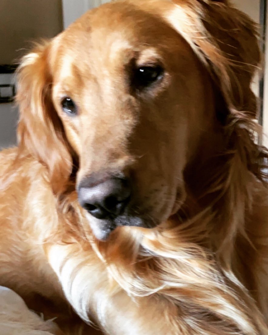 JaciFox's tweet photo. This guy humbly asks for your vote https://t.co/w9nRIbByWj #americasfavoritepet https://t.co/43eLo5f2OC