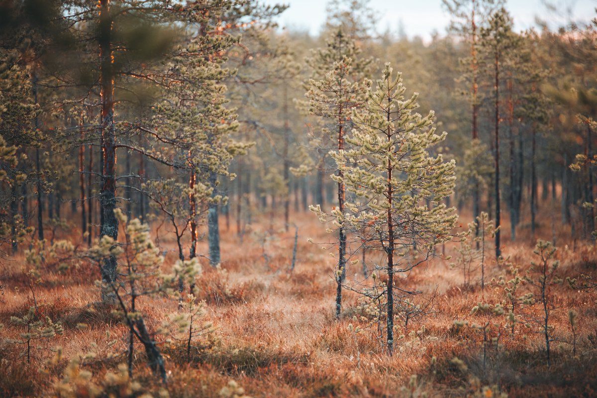 Today we celebrate Finnish nature: thousands of sparkling lakes, mystique of the dense forests, cleanest air in the world and open, misty wetlands. Happy Finnish Nature Day! 🧡🌲🌿

#VisitJyvaskylaRegion #SuomenLuonnonPäivä <a href="/DiscoverFinland/">Discovering Finland</a> <a href="/OurFinland/">Visit Finland</a> 

📸: Julia Kivelä