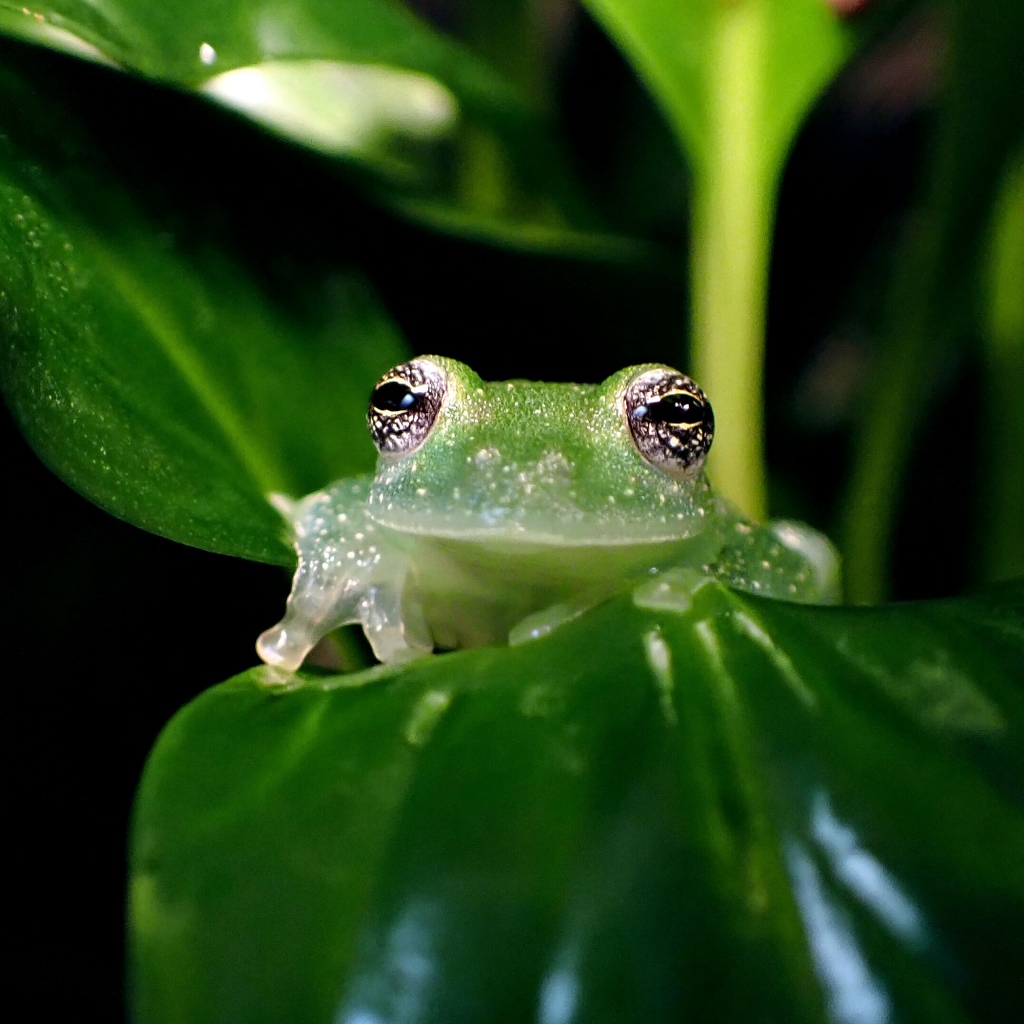 Stay starry-eyed this #FrogFriday!

#Teratohylapulverata #PowderedGlassFrog #GlassFrog #Centrolenidae #Teratohyla #Frog #Frogs #Anura #Anuran #Anurans #Amphibia #Amphibian #Amphibians #Amphibious #Herpetology #Herpetologist #Herps #Herping #Herp #Herpers #Herper #Wildlife