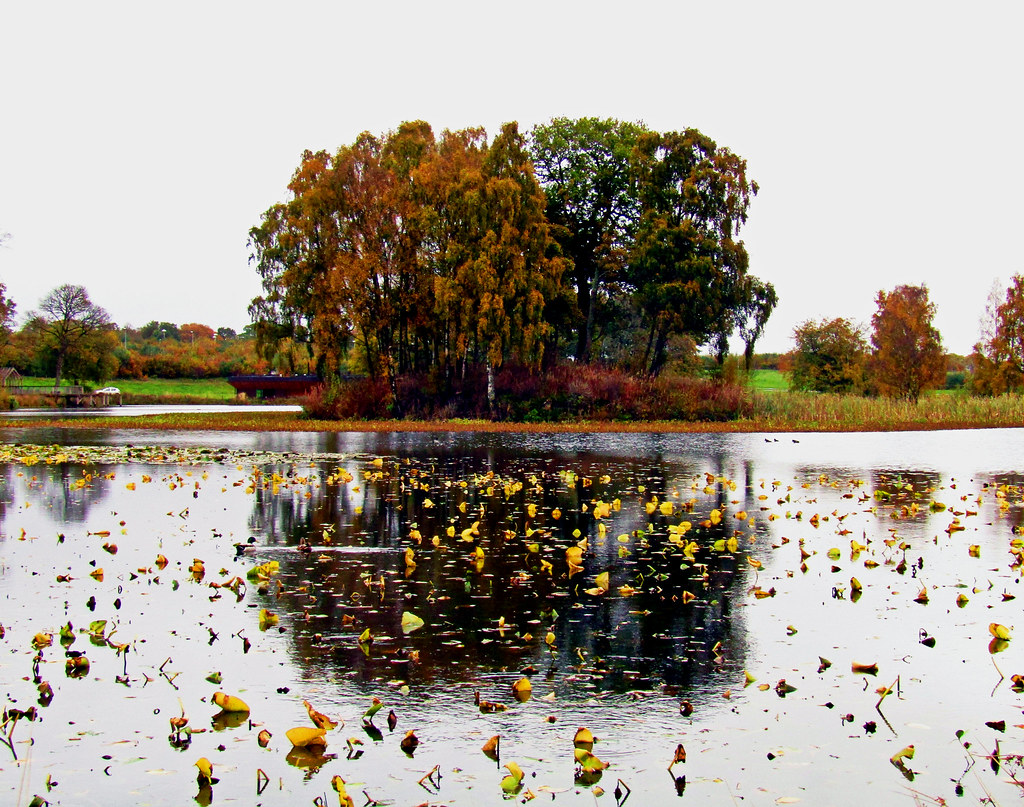 DavyTolmie's tweet photo. Larbert  woods on the ground of @NHSForthValley is great wee place to wander round. The  man-made "Loch" was built for the enjoyment of the well-to-do residents of Larbert House The viewing platform &amp; @maggiesforthval compliment the surroundings#archive #Oct2017 #Falkirk #Autumn https://t.co/7F2p7Rr9RO