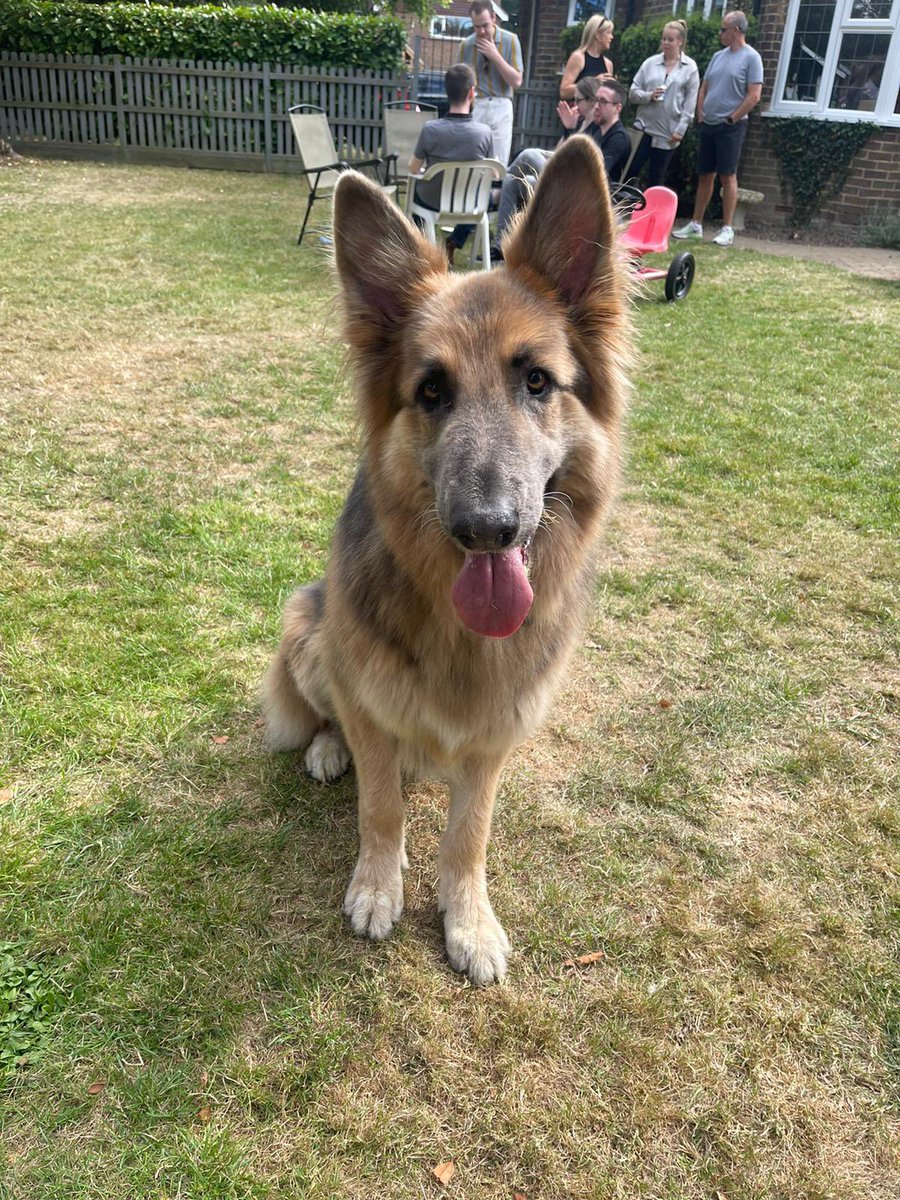 #InternationalDogDay2022