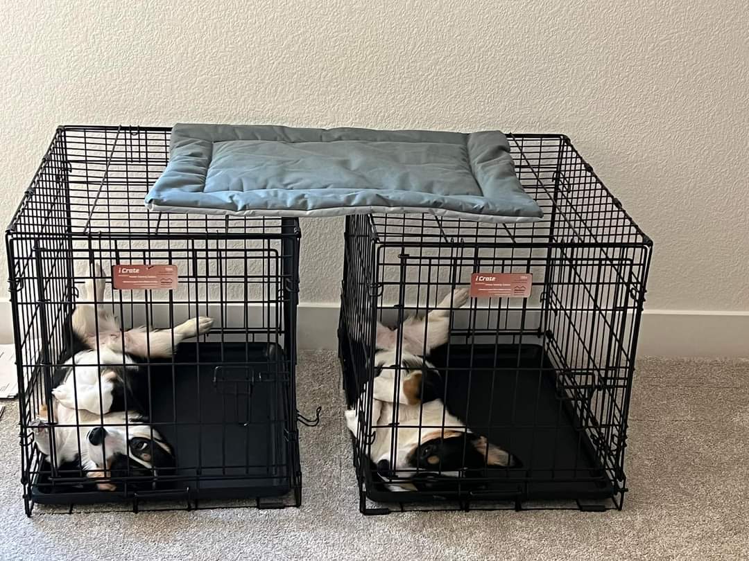 CorgiFarmer's tweet photo. Tell me you're sisters without telling me you're sisters ❤️🐾 #corgilife #corgibreeder #lilmoments https://t.co/dQEe5P5C8o