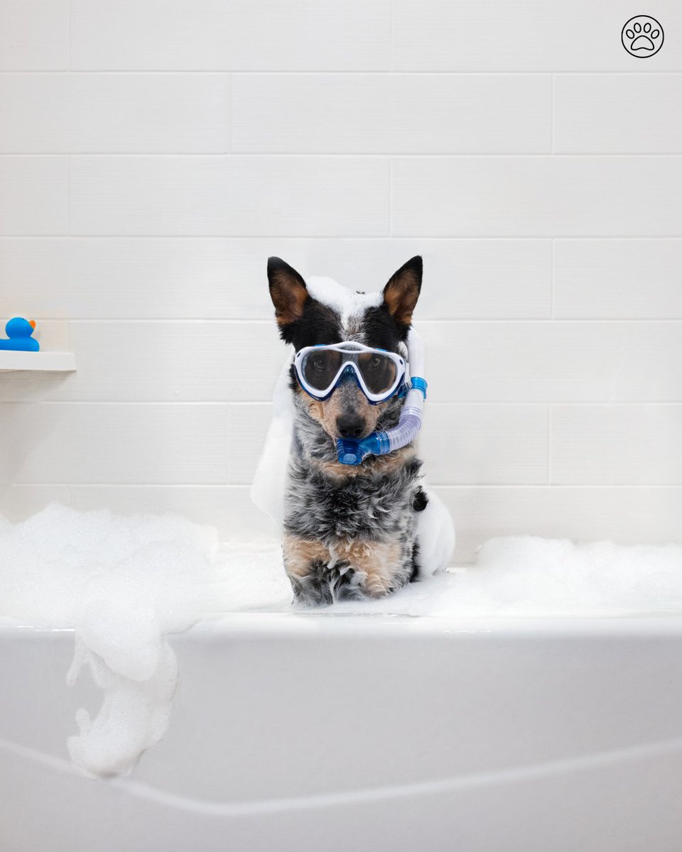 Happy National Dog Day! You and your pet deserve a 🏠 away from 🏠 to cat nap and snuggle. Come visit, and be sure to tag us in your furry friends’ best pics. #PetsAtHilton #PetFriendly #TravelWithPets