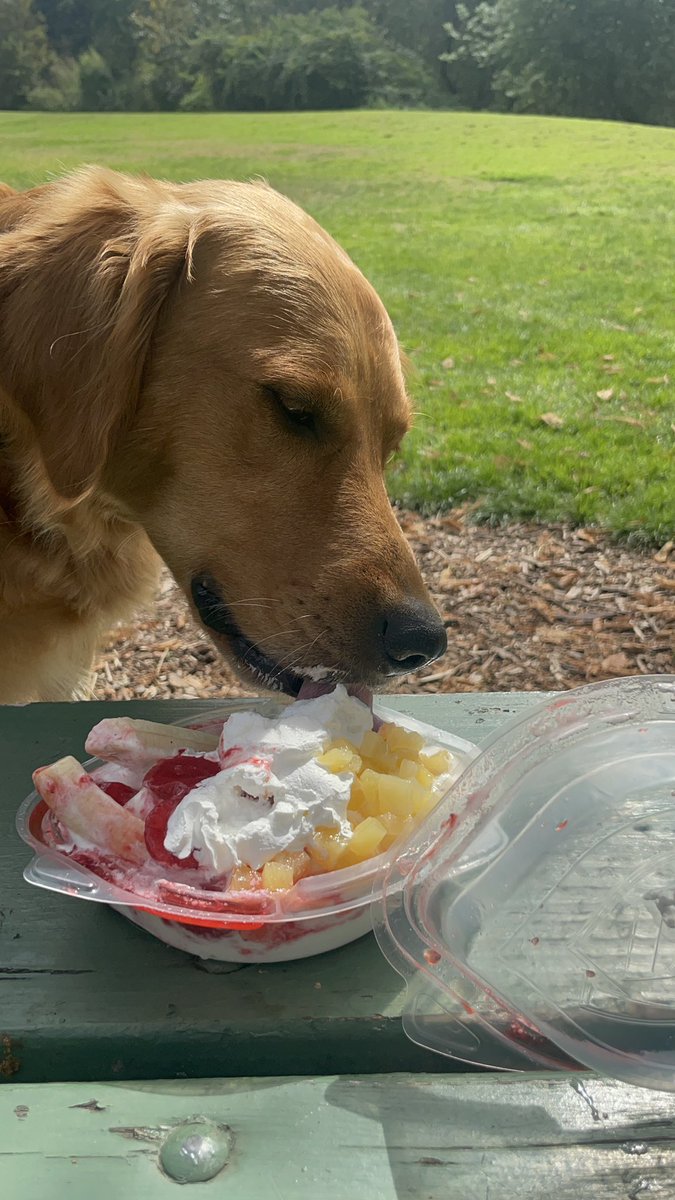 Happy National Dog Day, Today is for spoiling all Dogs. Today I got a banana split. The best day ever. Day 26 🍦🦮🐾🐶💙#PhotoChallenge2022August #dogs #GoldenRetrievers #dogsbeingbasic #dogsarelife #dogsdoingthings #dogsofbark #dogsoftwitter #puppylife #puppyfever #dogsworld