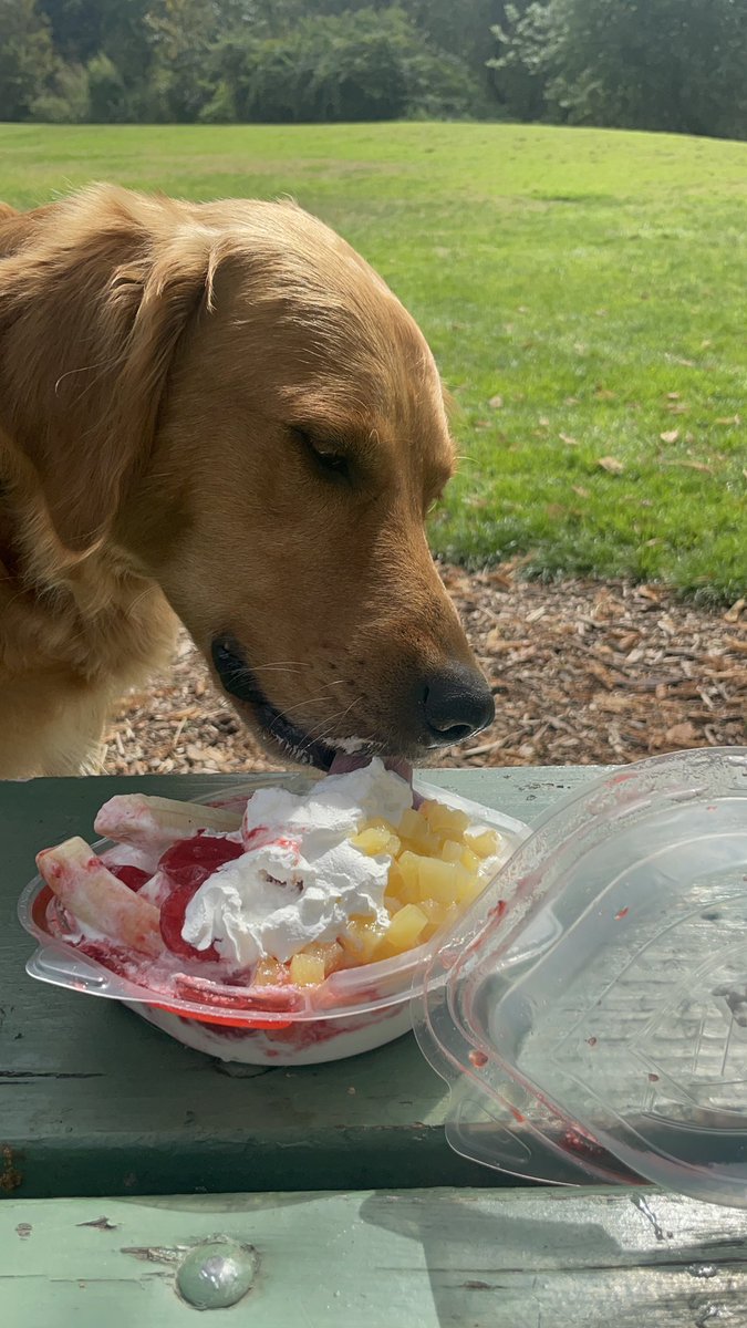 Battaboo's tweet photo. Happy National Dog Day, Today is for spoiling all Dogs. Today I got a banana split. The best day ever. Day 26 ๐ฆ๐ฆฎ๐พ๐ถ๐#PhotoChallenge2022August #dogs #GoldenRetrievers #dogsbeingbasic #dogsarelife #dogsdoingthings #dogsofbark #dogsoftwitter #puppylife #puppyfever #dogsworld https://t.co/hHVQpoI1XM