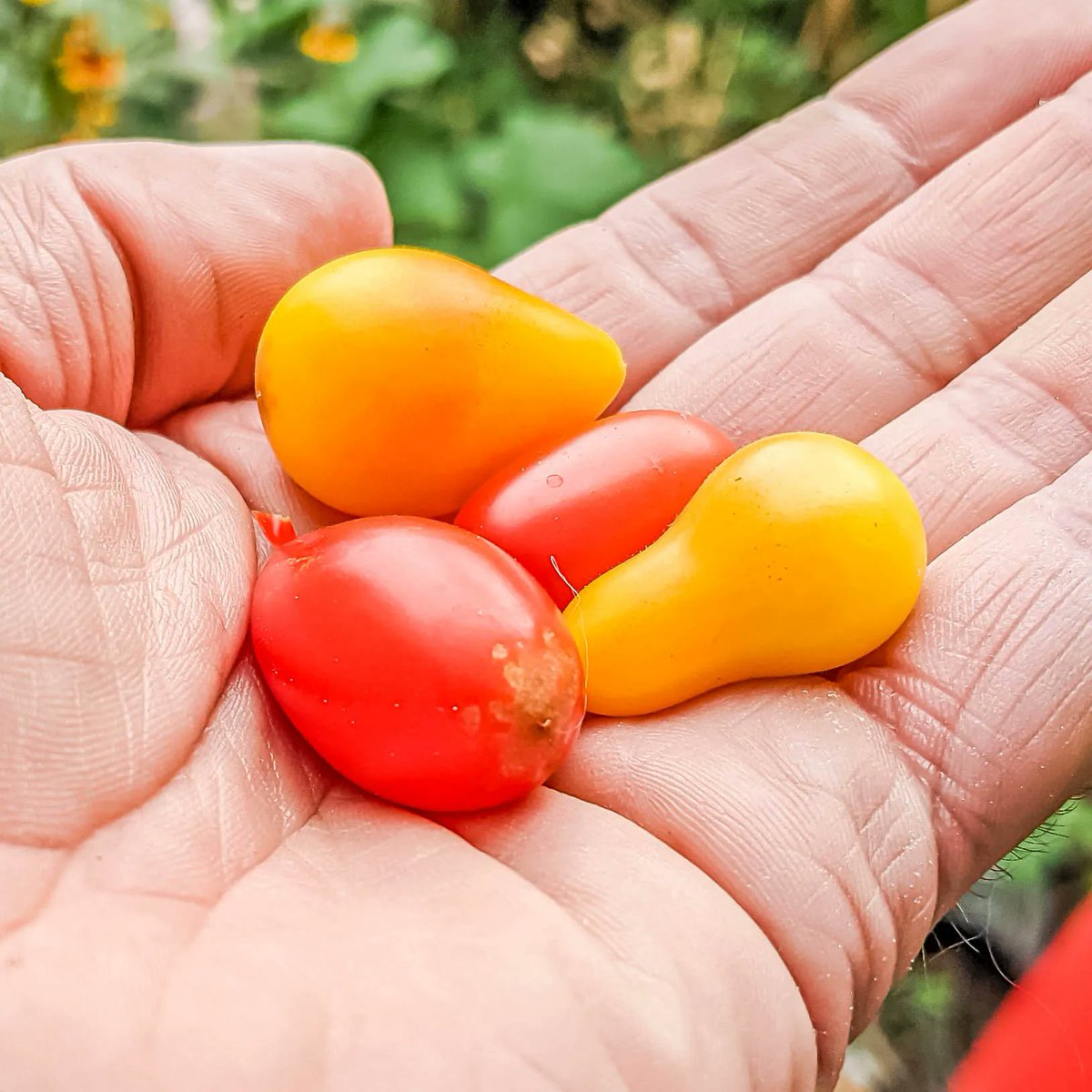 ALIVEgardening's tweet photo. We've been saving #tomato #seeds this week, especially those of some heirloom varieties we got from @gardenorganicuk's Heritage Seed Library - #YellowDrop, #AuntieMadge and #Noir.
Find out more about HSL 👉 https://t.co/nu80G1JKIJ https://t.co/2G7ct3o1u5