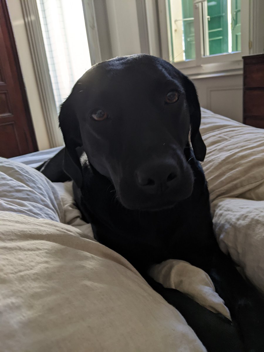 Dog's day is everyday. Still, grateful for this dog #InternationalDogDay