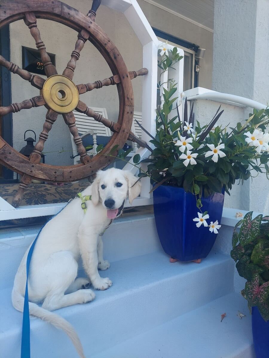 RepBonamici's tweet photo. Happy #NationalDogDay from the best friends of Team Bonamici! https://t.co/N2yohWgh7c