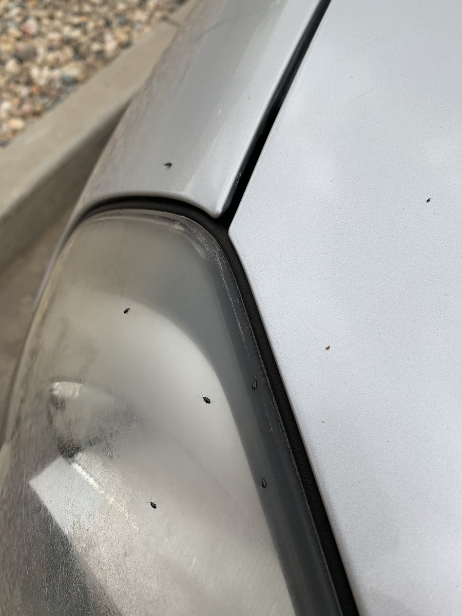 Kranderson2012's tweet photo. Are the flea beetles running out of canola because they’ve started congregating on my vehicle. In the Costco parking lot… https://t.co/fw0pXcZgxF