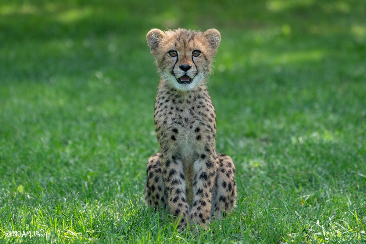 CincinnatiZoo's tweet photo. Rozi is 18 pounds and four months old! 😻 https://t.co/bt6QNDxukz