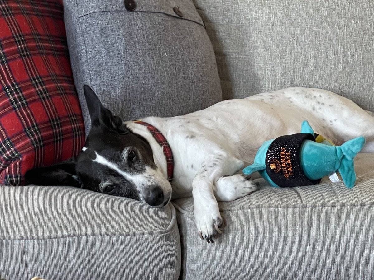 PamperedARH's tweet photo. @pottercollector Happy National Dog Day to Max and Jett from DaVinci! #spoiledpet #dogsofinstagram https://t.co/82M8SseGJD