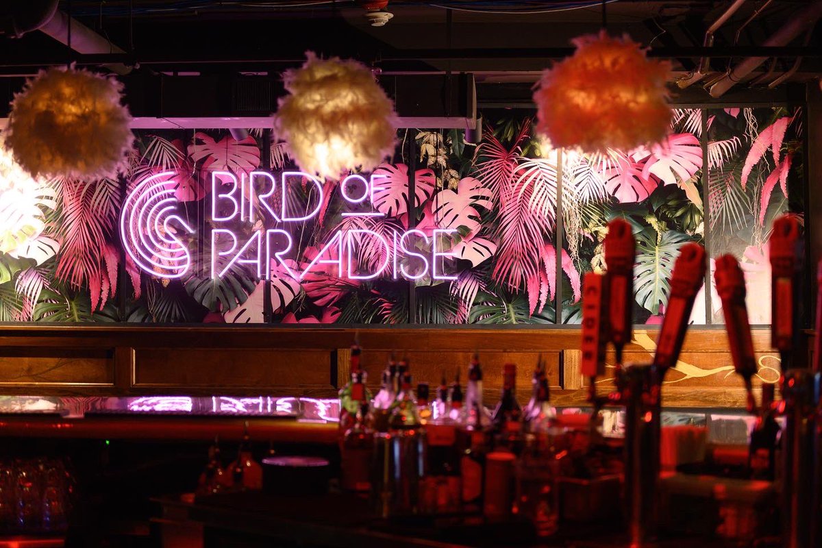 brightside_CLE's tweet photo. We found paradise and it's in the lower level of #BrightSideCle.🦩🪩
Have you been to Bird of Paradise yet? Open every Friday & Saturday night with tropical vibes, dancing, and the best DJs in #CLE! #birdofparadise #birdofparadisecle #birdofparadisecleveland
📸: @wilgory https://t.co/jlEIsOzDHs