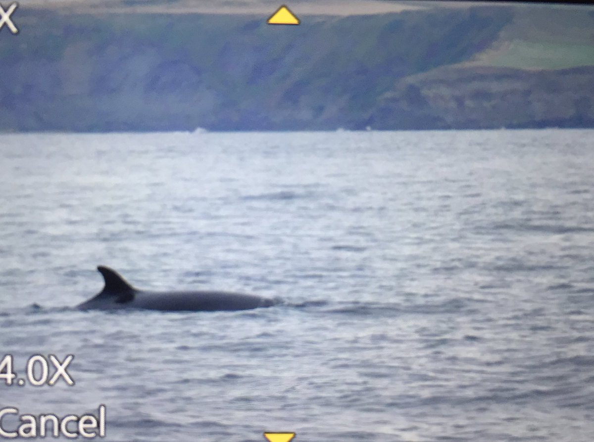 Mboyd7Boyd's tweet photo. More happy whale watchers today with at least 15 whales sighted, along with group of 20 grey seals, sooty and Manx Shearwaters, RTdiver, Cscoter, S tern @YCNature @realstaithes @johnnymacbirder @SeaWatchersUK @YWT_North @YWTLivingSeas https://t.co/4WOGcn4rod
