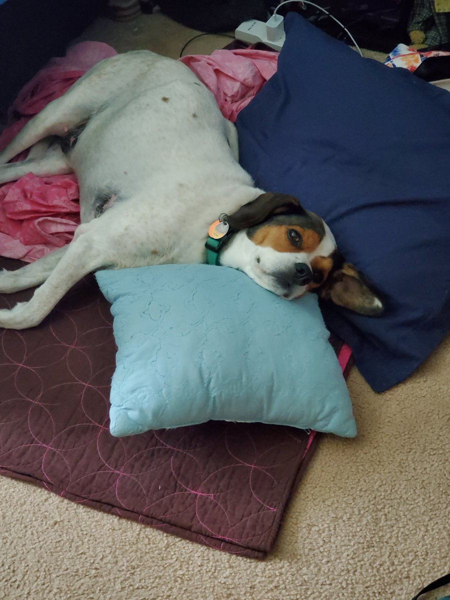 STLCourtney's tweet photo. @StLouisBlues This is Blue. He's patiently waiting for @StLouisBlues hockey to start. https://t.co/xRs0I5LjBn