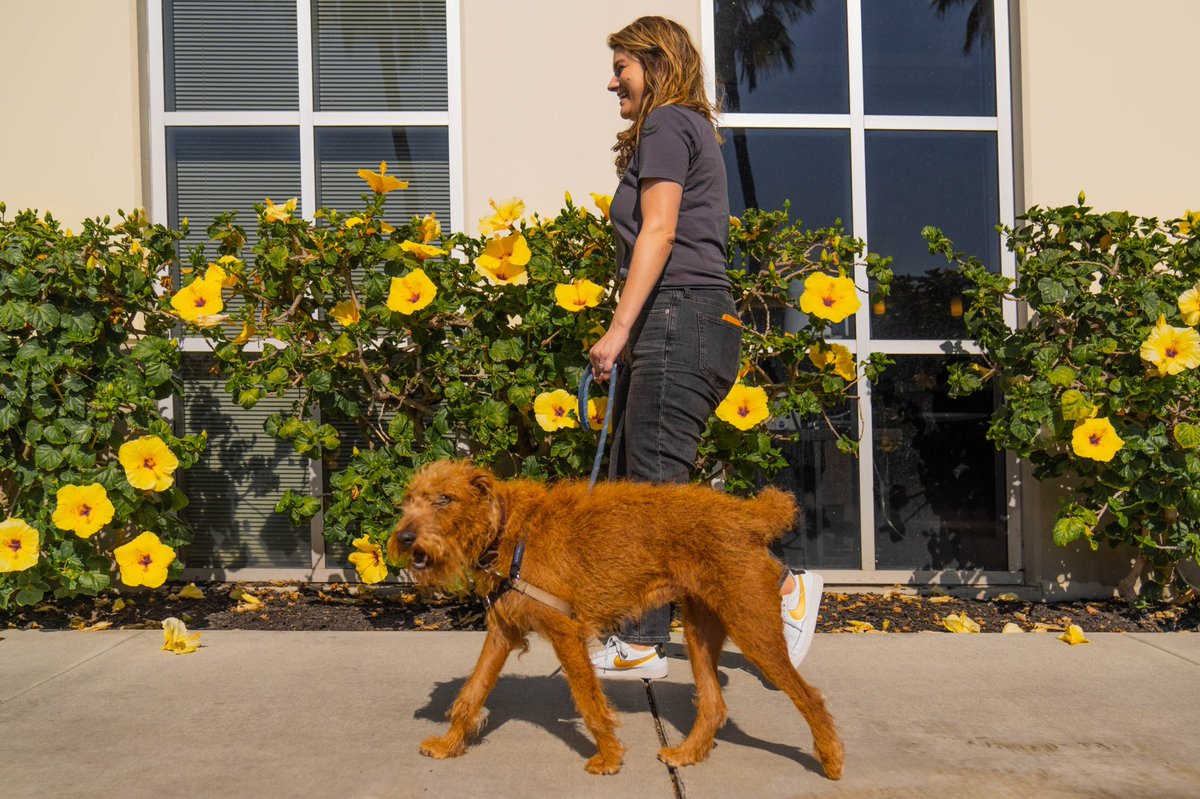 Happy #NationalDogDay from our buddy Mick at #mbsmediacampus

#MBS #MediaCampus