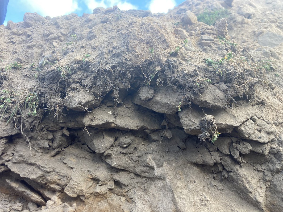 Absolutely loving my life!!! Today I spent the morning in a soil pit with Dr Kevin Pogue teaching wine grape growers about their soil dynamics and how to leverage living roots to reestablish soil aggregates. #dirttoglass #soilhealthmatters
#nomiwine