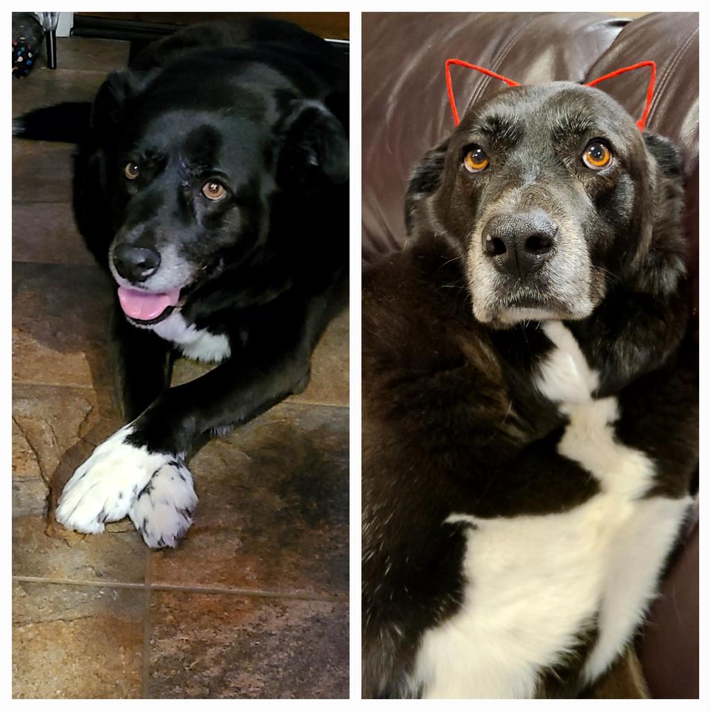 AliciaMWalker1's tweet photo. Happy National Dog Day from my Harvey. Such a smart, sweet, loving, loyal guy. The goodest boy ever. 

#DogsOnTwitter #DogDay #ILikeBigMuttsAndICannotLie 
#AdoptDontShop https://t.co/51C6lQ9JaG