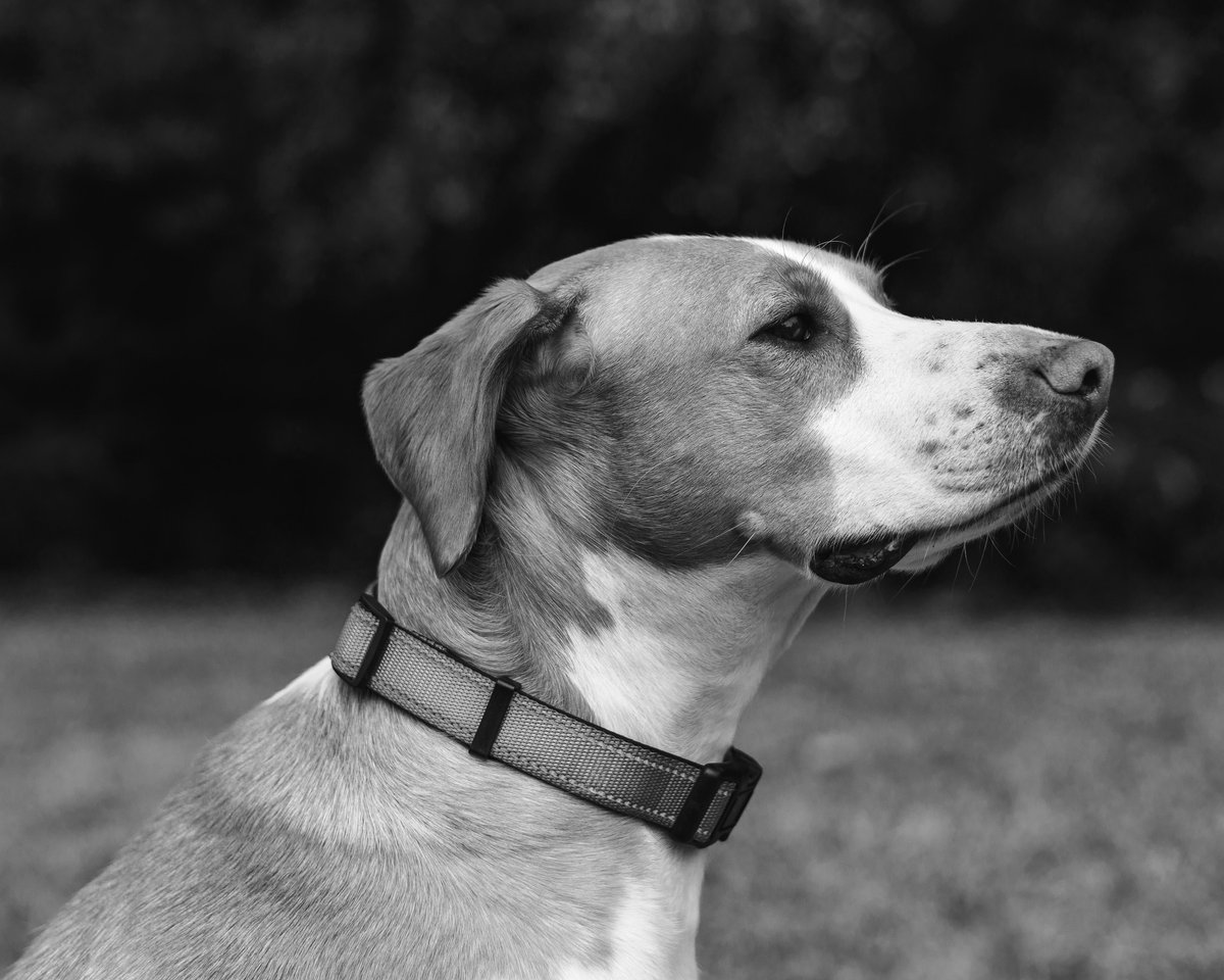 RyanKraftPhoto's tweet photo. @PNYTechnologies My sweet pups: Georgia, Link, and Watson. https://t.co/TAJCGy5SMq