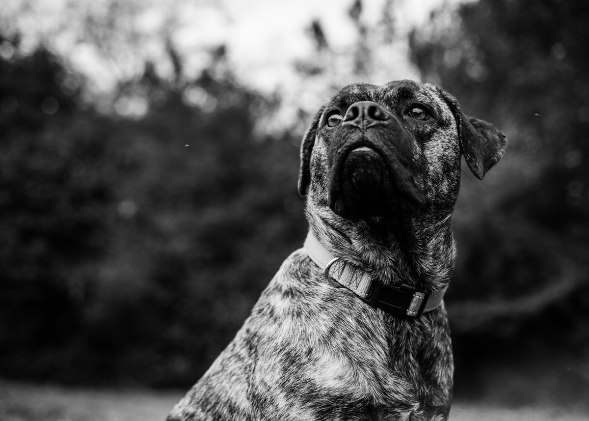 RyanKraftPhoto's tweet photo. @PNYTechnologies My sweet pups: Georgia, Link, and Watson. https://t.co/TAJCGy5SMq