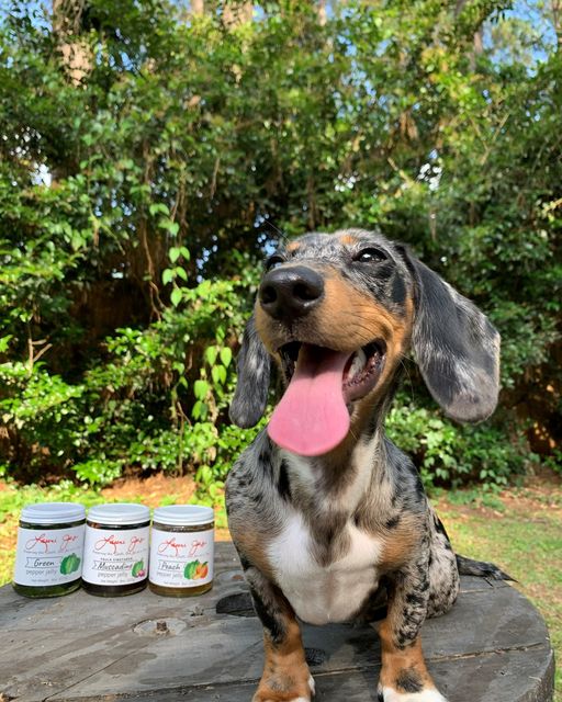 lauri_jos's tweet photo. It's National Dog Day! How cute is Lenny posing with Lauri Jo's products? 🐾
We want to meet your pups, too! Drop us a picture of your furry friends in the comments below. https://t.co/iUv94rDh2X