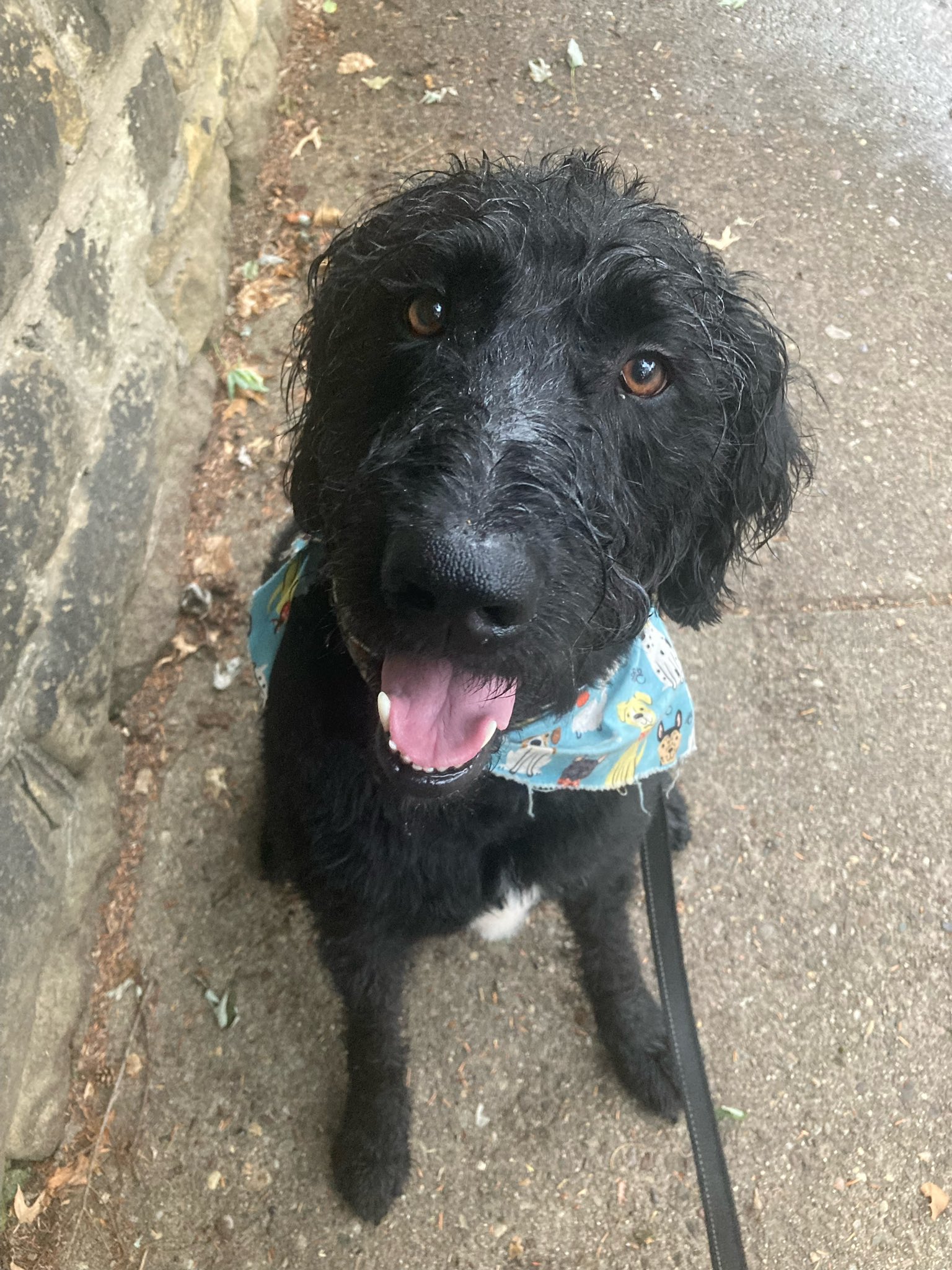 Jenna Harner on Twitter "Happy National Dog Day to Zeke the cutest pup