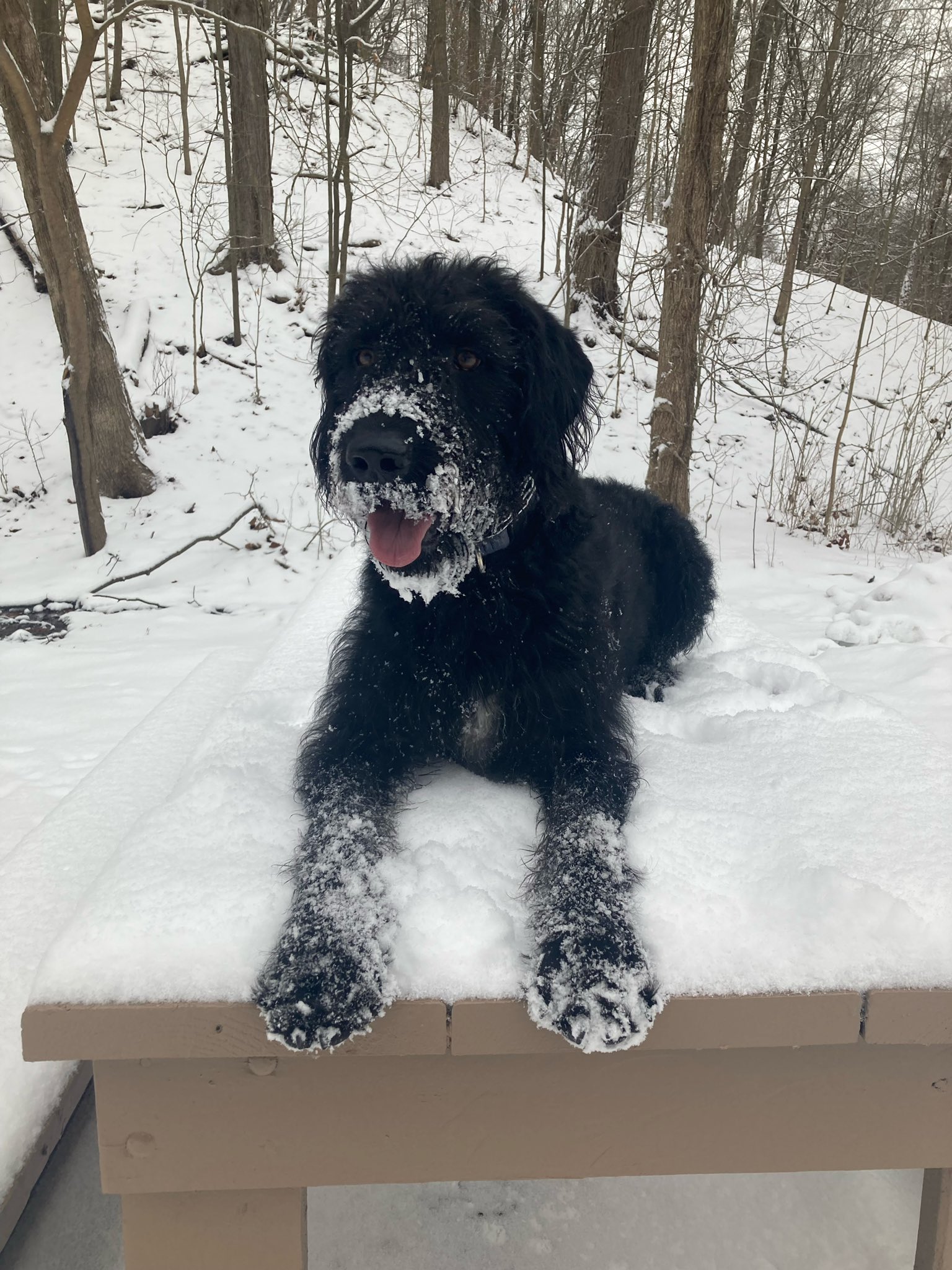 Jenna Harner on Twitter "Happy National Dog Day to Zeke the cutest pup