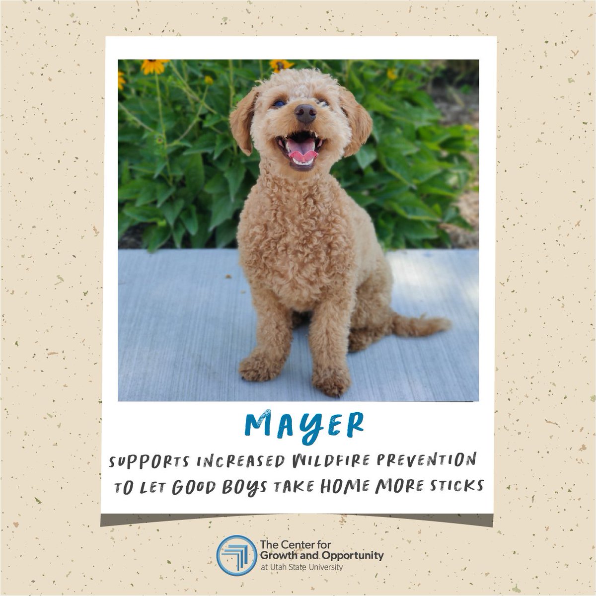 cgousu's tweet image. For #NationalDogDay our staff pets are sharing paw-sible paths to a brighter future with more sticks, dogs in space, and dog beers!