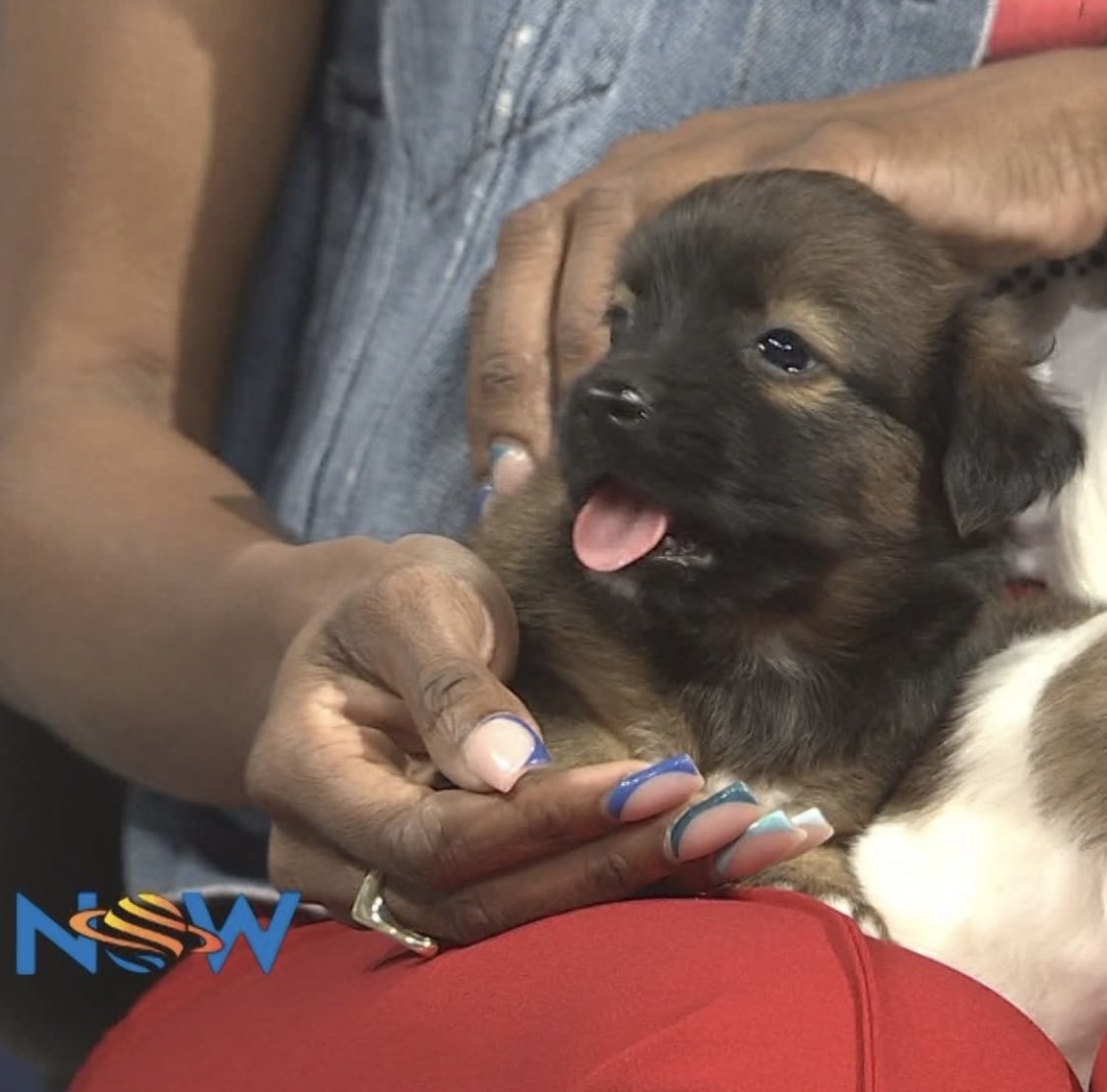 ainkaWill868's tweet photo. It’s #NationalDogDay in the US so here’s a shot of my liddle Bubba from #NowMorningShow on @tttliveonline https://t.co/RTlWjKZ34Z