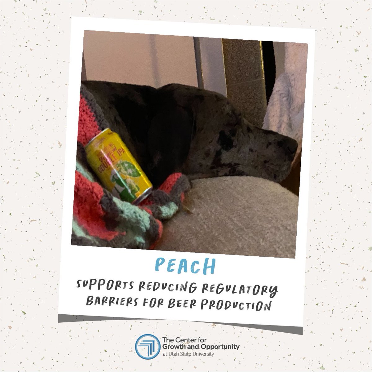 cgousu's tweet image. For #NationalDogDay our staff pets are sharing paw-sible paths to a brighter future with more sticks, dogs in space, and dog beers!