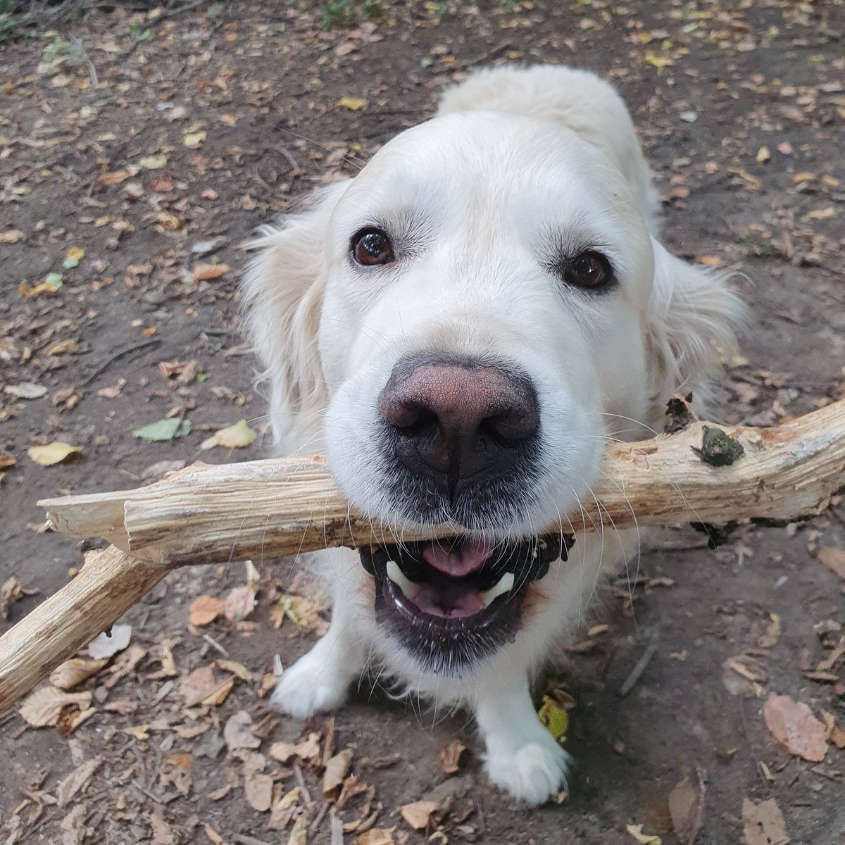 DelvinWittert's tweet photo. Happy #DogDay2022! Wahnsinn! #StöckchenZumHundetag #Lecker #Glückwunsch #DogsofTwittter #WannIstEigentlichRinderTag https://t.co/C1c8wANIhG