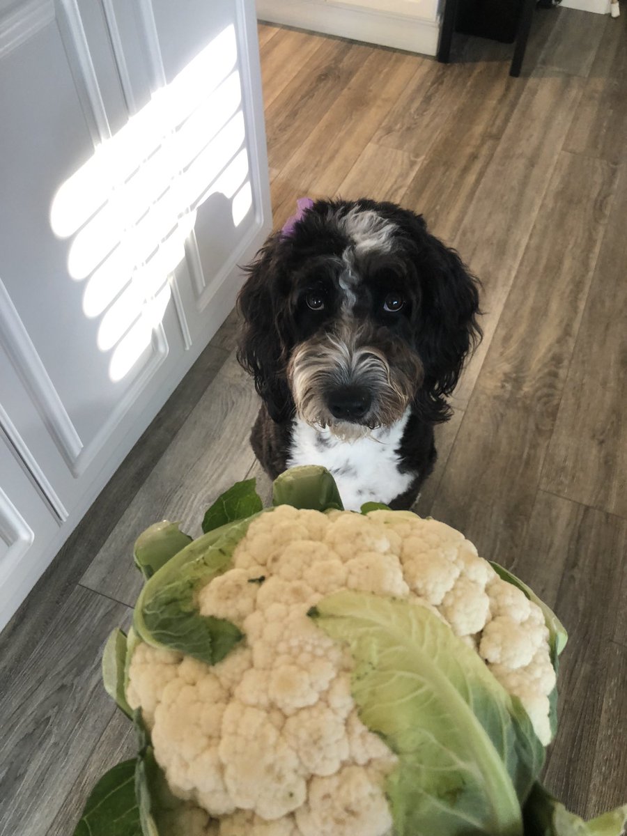 familydocwonk's tweet photo. Our #PandemicPuppy wants cauliflower. 🐶🤣

#MakeHealthPrimary #AdventuresWithEllie #Aussiedoodle #TheIncredibLEEs https://t.co/GLE7jNE1pC