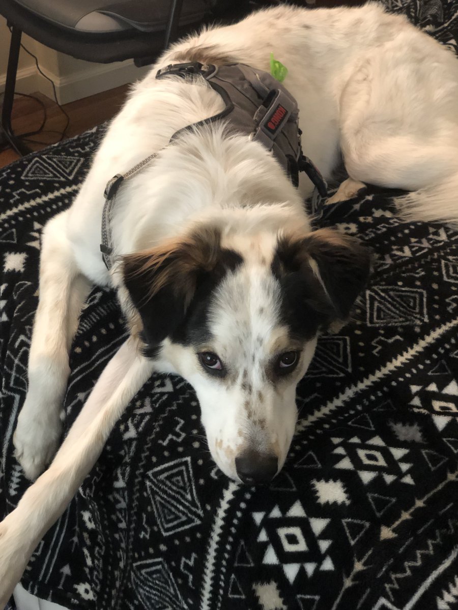 UBMeWorld's tweet image. Wishing a big Happy #NationalDogDay to some of the pups here at UBMe!