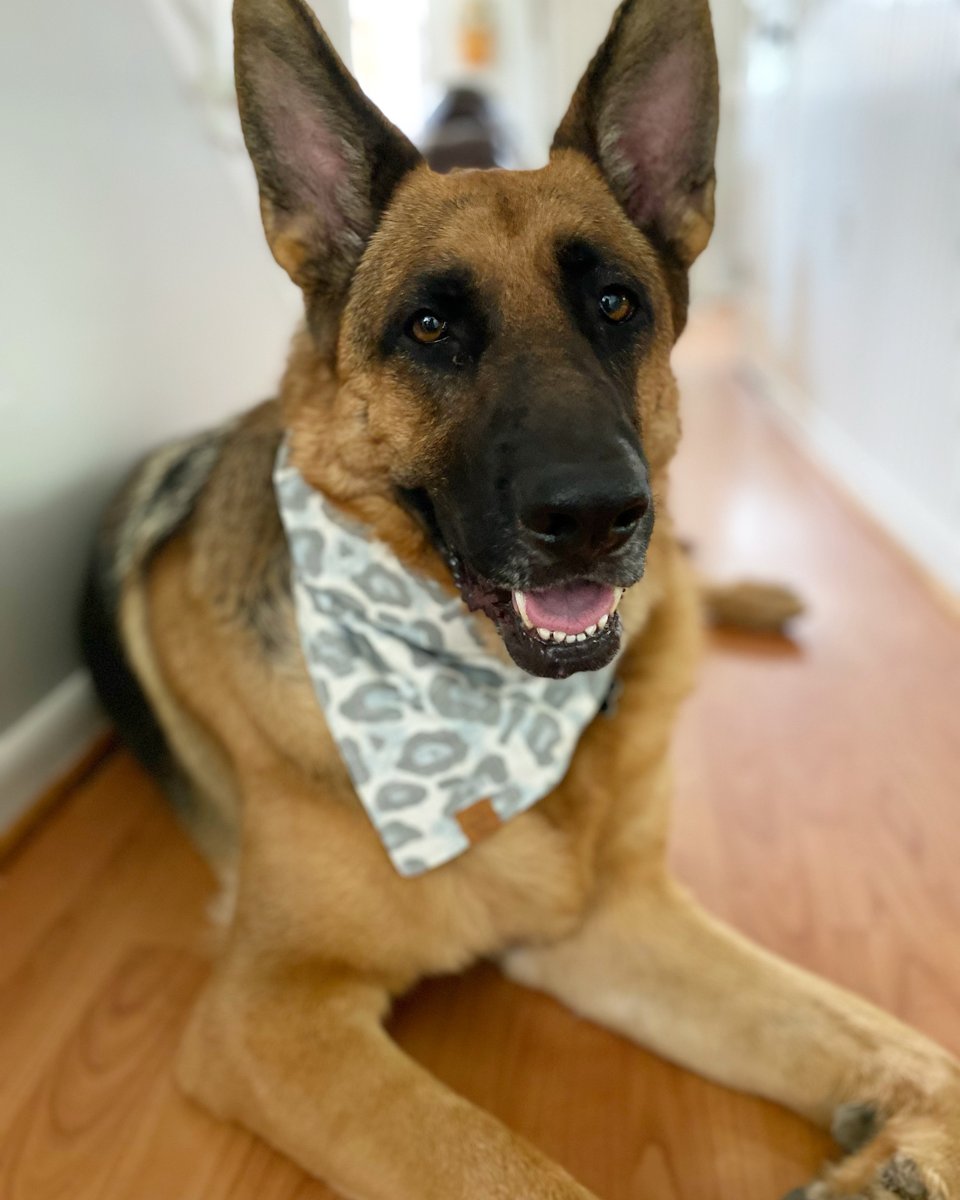 Wishing a big Happy #NationalDogDay to some of the pups here at UBMe!