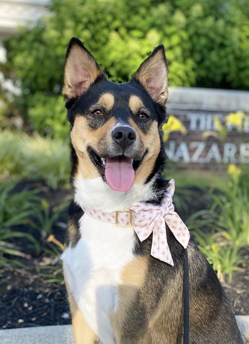 UBMeWorld's tweet image. Wishing a big Happy #NationalDogDay to some of the pups here at UBMe!