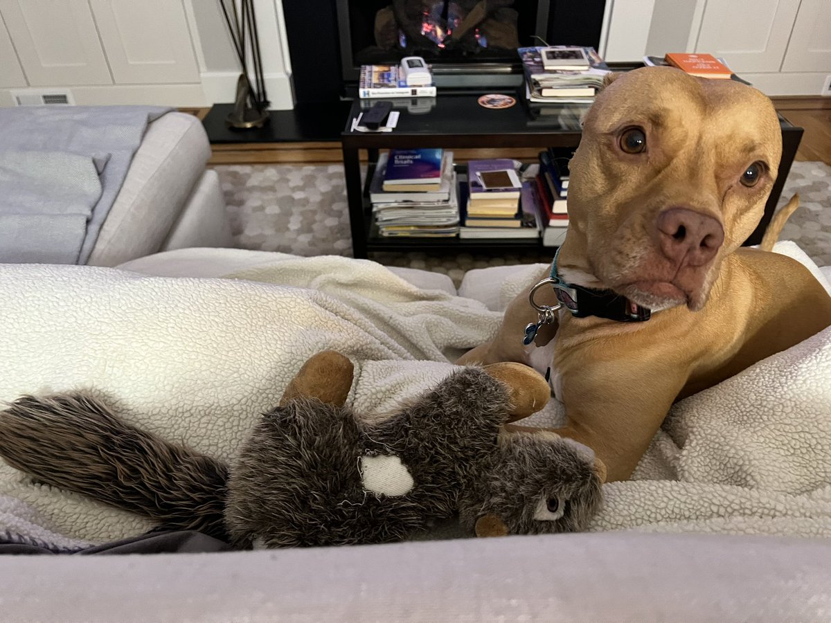 Jasosamd's tweet photo. Happy #NationalDogDay! It’s definitely not National Squirrel Day in these parts. 😳 #surgicaldogs https://t.co/RyskSmONGc