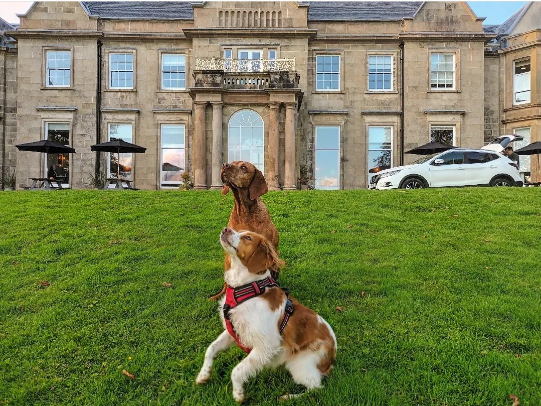 🐾Happy International Dog day! 🐾 

Our Bonnie 🐶 and Cridhe🐕 both wanted to wish our furry friends lots of love and belly rubs on this doggy appreciation day. ❤️ 

We love welcoming you AND your beloved pups. 
#internationaldogday #raasayhousedugs #dogfriendly #dogfriendlyhotel