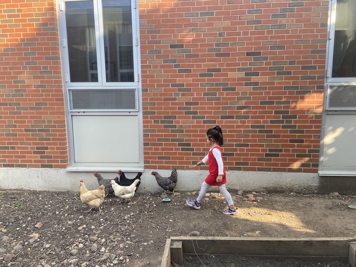 MsCoxEL's tweet photo. Year 3️⃣ off to a great start at @BREMustangs! I love that our chickens can be something familiar for our friends who have come from all over the world 🌍💙 https://t.co/KVpIjAdGm9