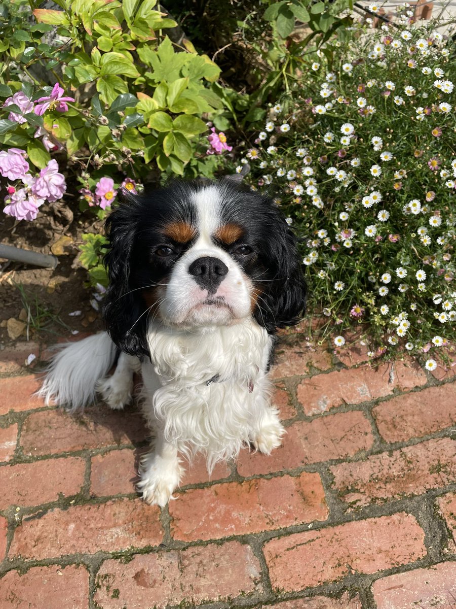 pete_nhs's tweet photo. Monty on #InternationalDogDay https://t.co/whMZ1xFDup