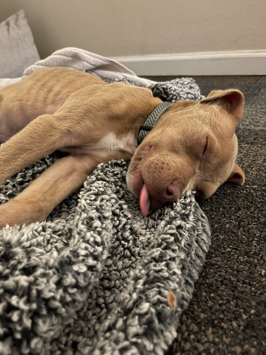 JRicehendrix's tweet photo. @Happydog___ This is our Diesel! My son found him dumped on the side of the road eating grass. https://t.co/BSVuaLeRiw
