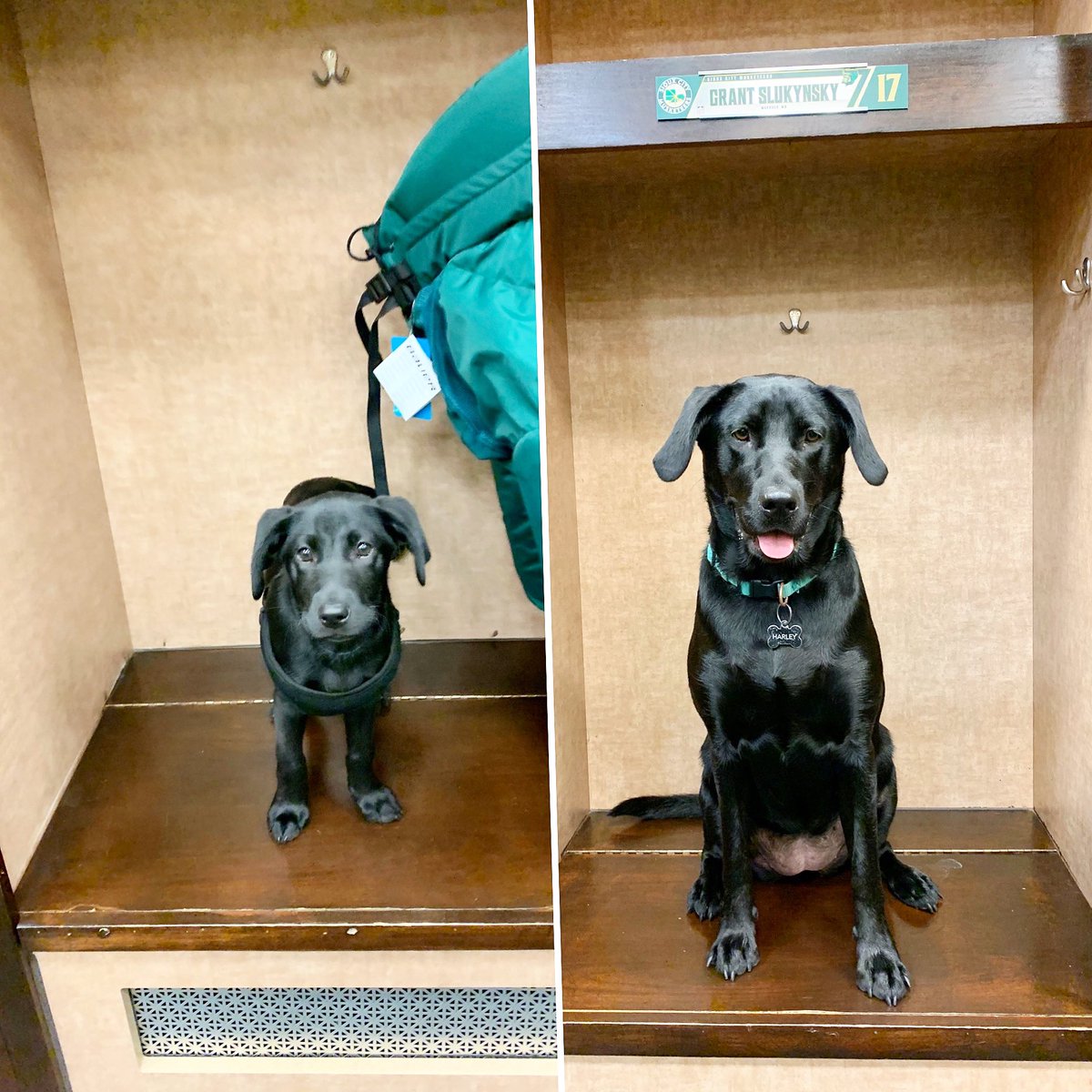 Jac_Gutierrez14's tweet image. Season 1 Vs Season 2 

Harley is all ready to go for her Second season as a Muskie! 🏒🏒🏒

#nationaldogday #harleyquinn #siouxcitymusketeers