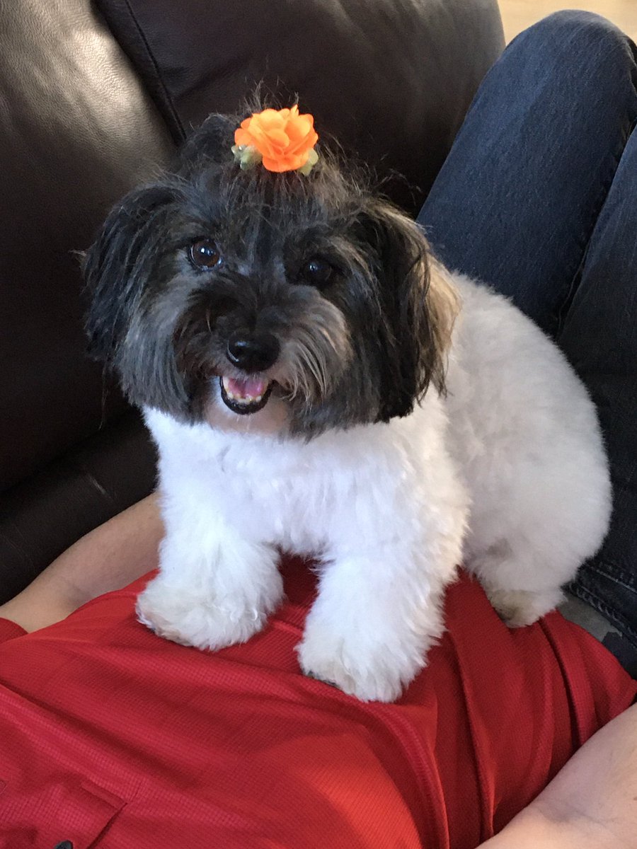 ckmng8's tweet photo. @CBC Hi! My name is Lucy and I am a coton de tulear. I’m 8 years old, loves long walks, rolling in grass, and protecting my humans with my large physique. I hate water in all forms, sometimes even drinking water! Luckily I have my humans wrapped around my little paw(s)! https://t.co/ATOAFZEaO1