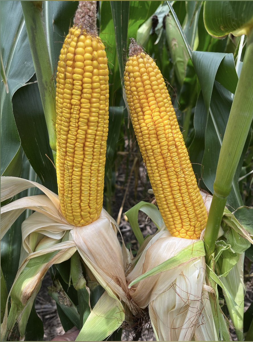 BrianBergen28's tweet photo. 216-82STX might be the newcomer of the year.  Big ears with excellent grain quality and heavy test weight.  @ChannelSeed @Channel_NE @3d_supply @RichVelde @FieldCheckupFriday https://t.co/cjrsjRGGSX