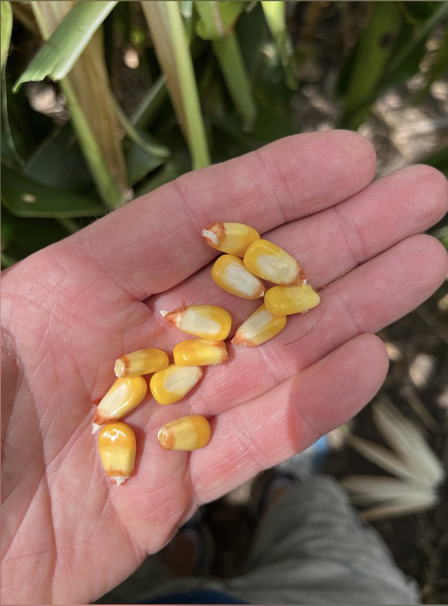 216-82STX might be the newcomer of the year.  Big ears with excellent grain quality and heavy test weight.  <a href="/ChannelSeed/">Channel Seed</a> <a href="/Channel_NE/">Channel Nebraska</a> <a href="/3d_supply/">3D Supply Co   🇺🇸</a> <a href="/RichVelde/">Rich Velde</a> @FieldCheckupFriday