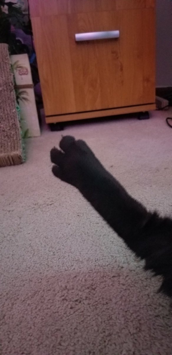 lisau0815's tweet photo. @PickliciousF Eddy gave you 3 1/2 toes! Hopefully that makes better sense to you. The star system is overrated.😸 https://t.co/Voo1STG1t8