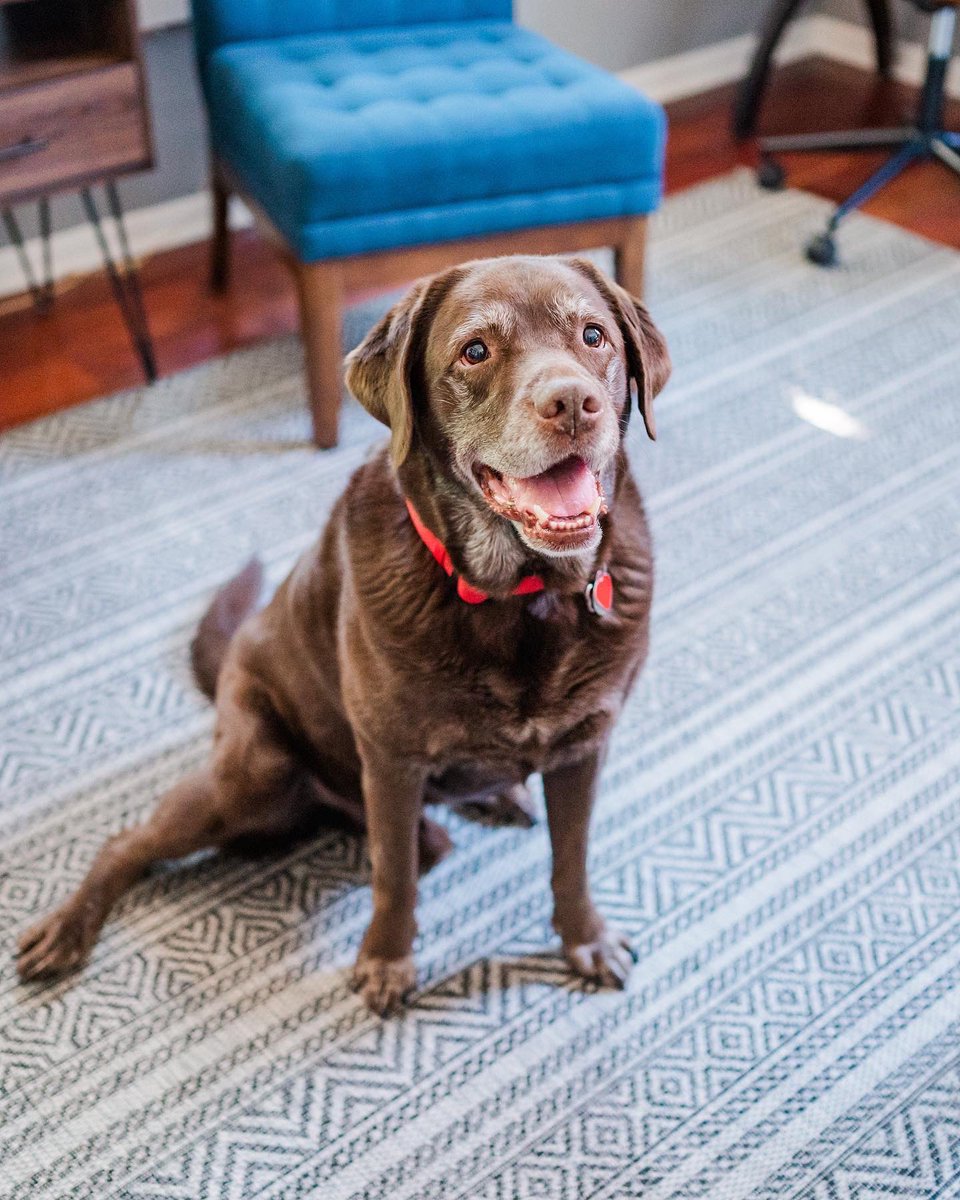 CreativUmbrella's tweet photo. “High Five” to a year in my studio! Love being on Main Street in Zionsville. How appropriate that the one year anniversary of the opening is also International Dog Day! Charlie thinks of our space as a second home. #internationaldogday https://t.co/siQKdj4jcQ